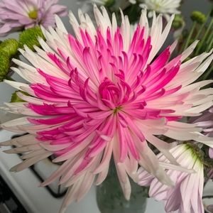 Meet your Posher, Samantha